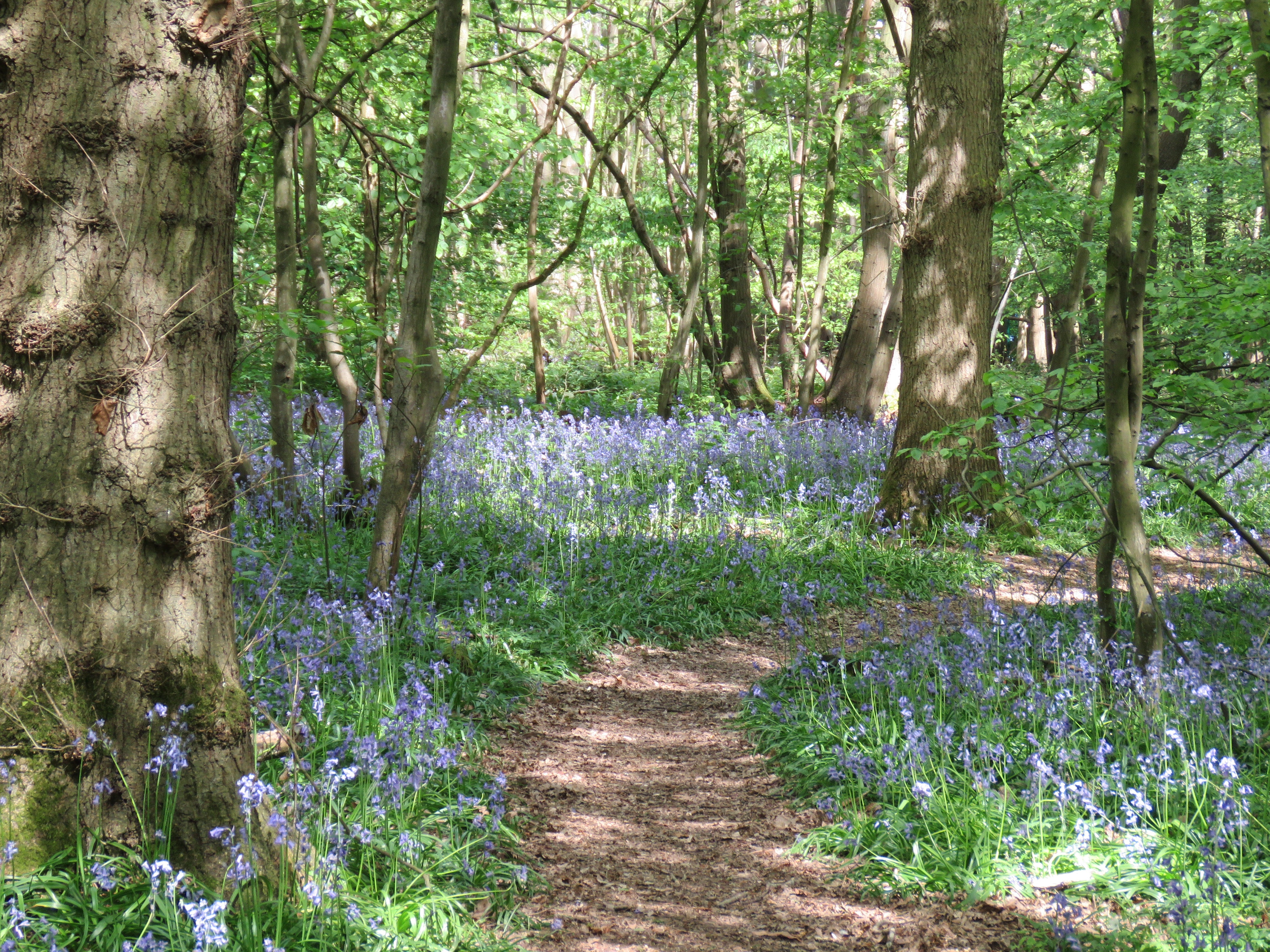 Frida Blue Bell Forest Mental Health Awareness Week 2021